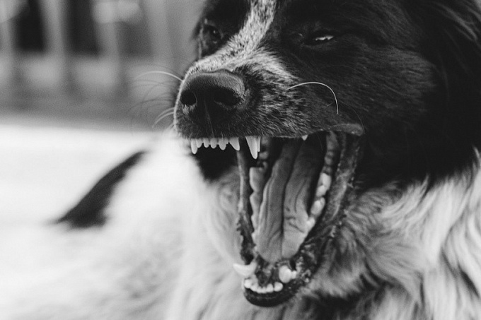 Стая бродячих собак насмерть загрызла женщину в Якутске