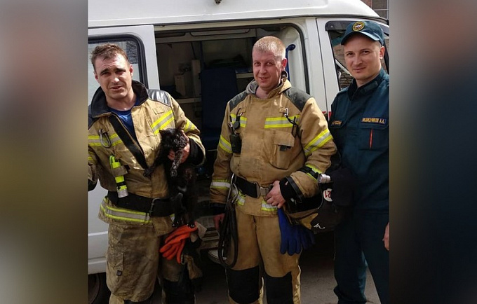 В Иркутске пожарные «получили медальки» за спасение котика