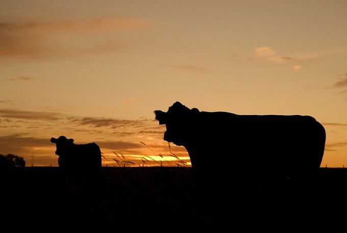 Ученые предложили вывести новую породу бурятского скота