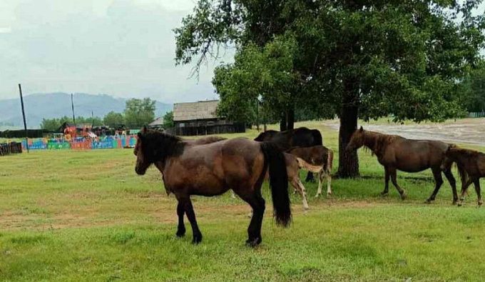 55 коней гуляли сами по себе в районе Бурятии