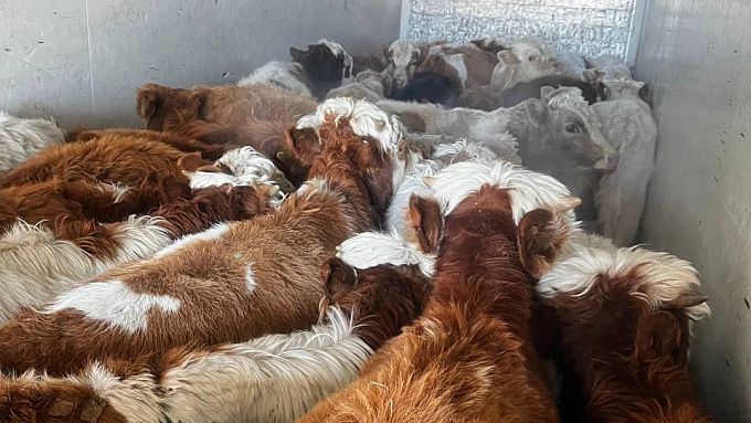 «Запрещенку» продолжают разворачивать на границе Бурятии с Забкраем