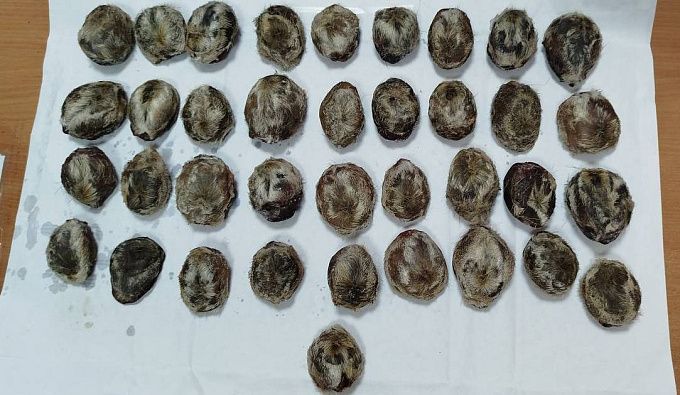 Предпринимателя обвиняют в контрабанде на 6 млн рублей в Бурятии