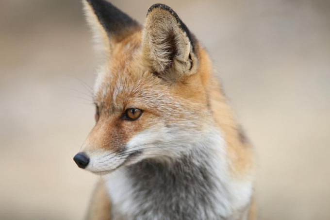 В Бурятии из-за бешенства уничтожили больше тысячи лисиц