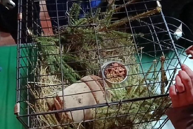 Ежи предсказали холодную весну