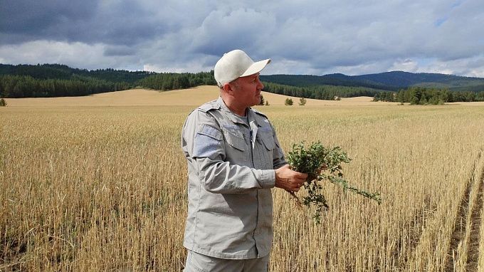 Ядовитый сорняк захватывает поля в районе Бурятии