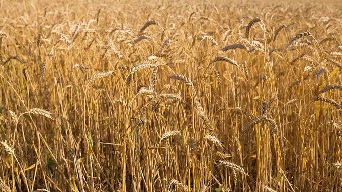 Страховка на урожай станет дешевле в Бурятии 