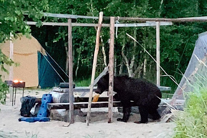 В Бурятии медвежонок пришел «похулиганить» к палаткам туристов