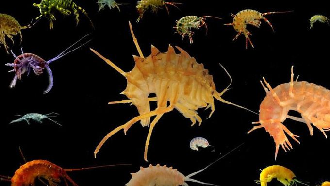 Байкальских рачков превратят в «живые датчики» состояния воды