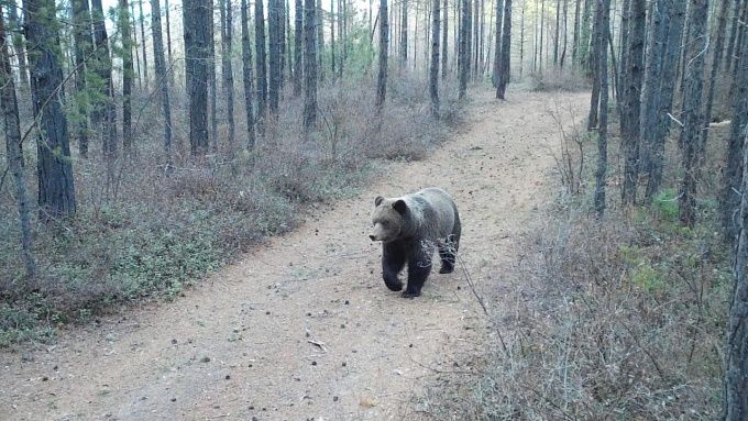В нацпарке Бурятии предупреждают об опасности встречи с медведем