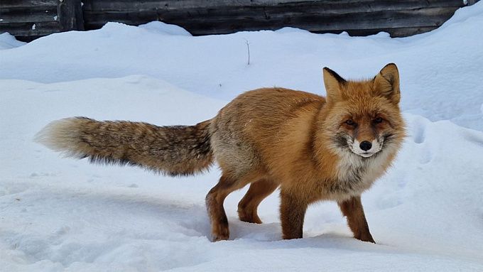 Лиса и его зимнюю «обновку» показали в заповеднике Бурятии. ФОТО