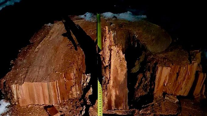 Более 350 тысяч рублей заплатил житель Бурятии за два спиленных дерева