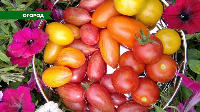 Рассада томатов: Тонкости посева и ухода