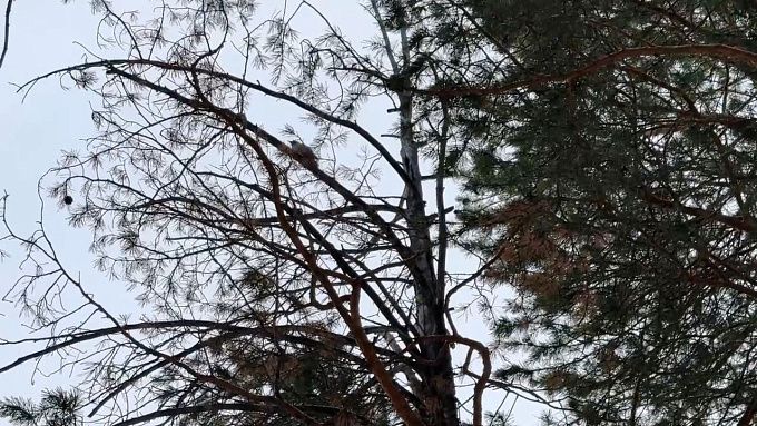 Как дятлы защищают лес, рассказали в Улан-Удэ