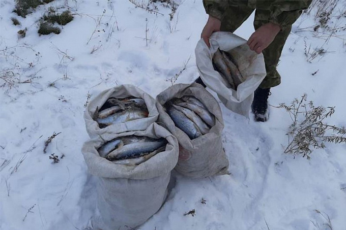 На реке в Бурятии нашли тайник со 100 кг омуля 