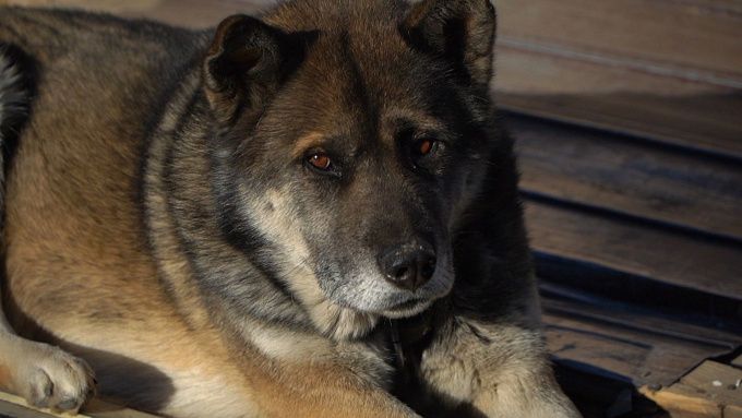 Новая инициатива: систему реагирования на нападения животных создадут в России