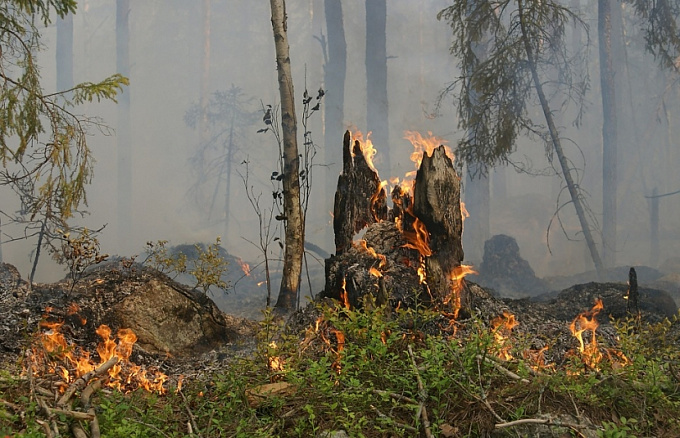 В Бурятии за сутки сгорело около 50 га леса