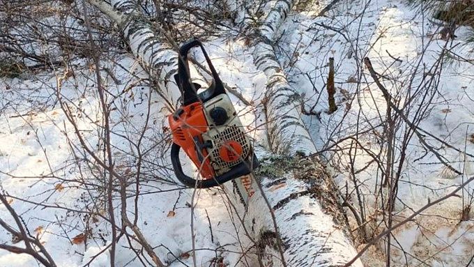 Незаконную рубку деревьев пресекли в нацпарке Бурятии