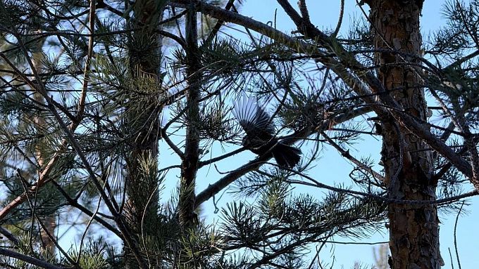 В Улан-Удэ будет снежно и ветрено