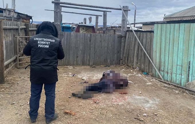 Собаки насмерть загрызли женщину в Забайкалье