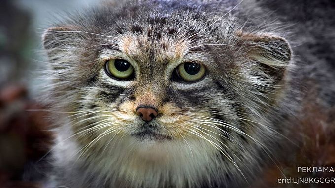 На связи с природой: Клиенты Tele2 смогут позвонить диким животным