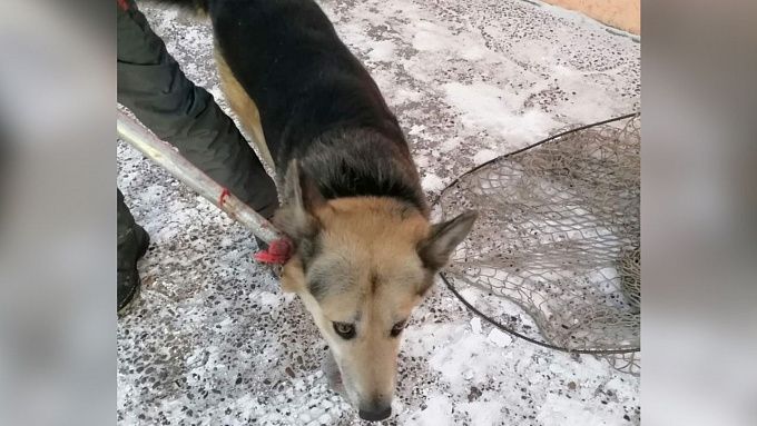 Улан-удэнцы рвут сети и освобождают отловленных собак
