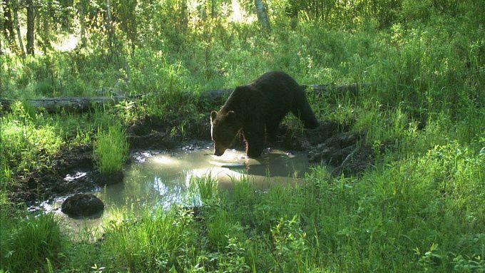 В Бурятии медведя застали за водными процедурами