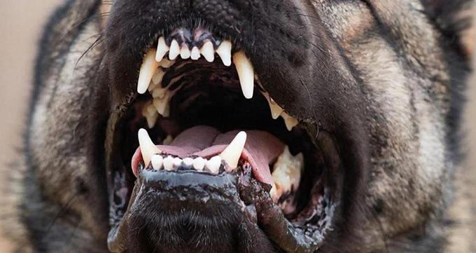 Хозяин волкодавов, загрызших насмерть мужчину, выплатил 300 тысяч семье погибшего