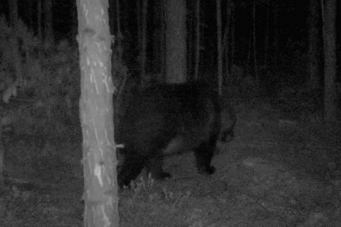 На Байкале в фотоловушку попал очень упитанный медведь