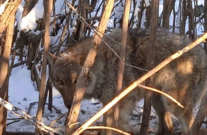 В районе Бурятии охотники истребили 29 волков