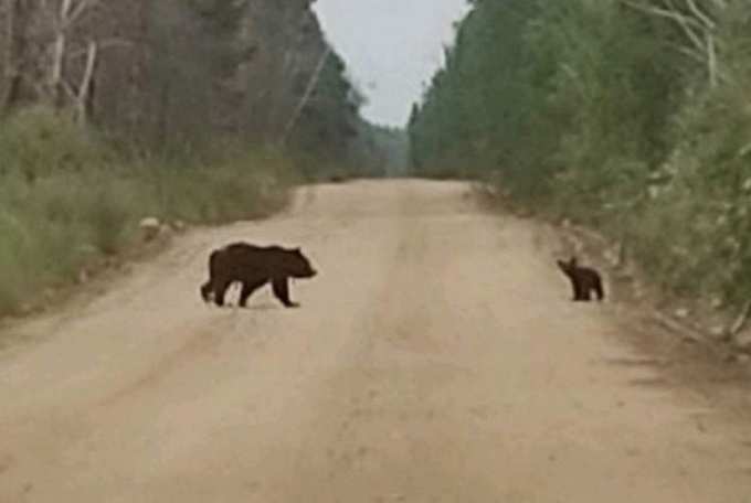 В Бурятии живет очень принципиальная семья медведей