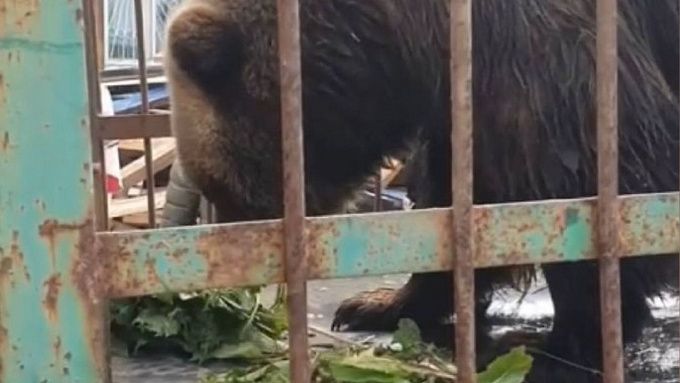 Спасли медведицу, которую бросили в закрытом на Байкале зоопарке