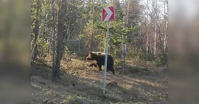 Медведь изрядно напугал дорожных рабочих в Бурятии