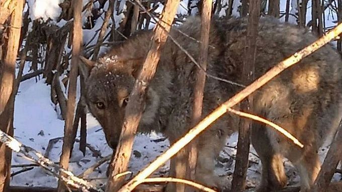 В районе Бурятии волки напали на домашний скот