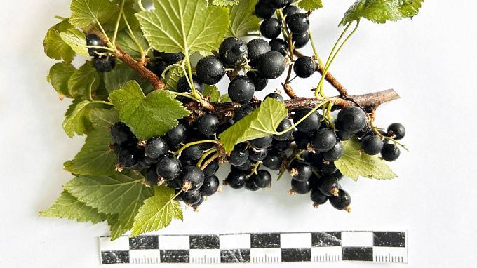 Ученые из Бурятии вывели новый сорт смородины 