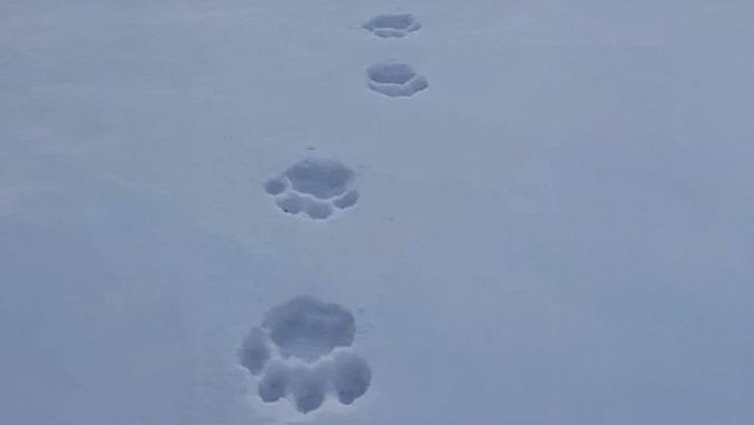 Сразу в двух районах Бурятии обнаружили следы снежного барса