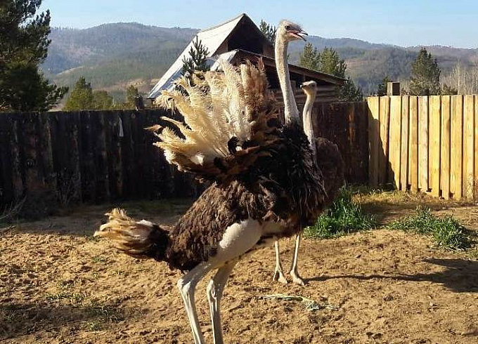 До Австралии рукой подать: Как обстоят дела на страусиной ферме в Бурятии