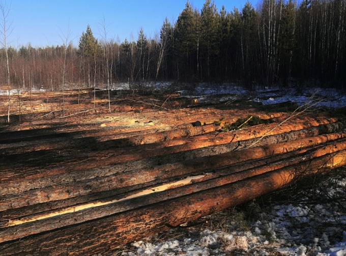 В Бурятии на территории нацпарка вырубили лес на миллион рублей