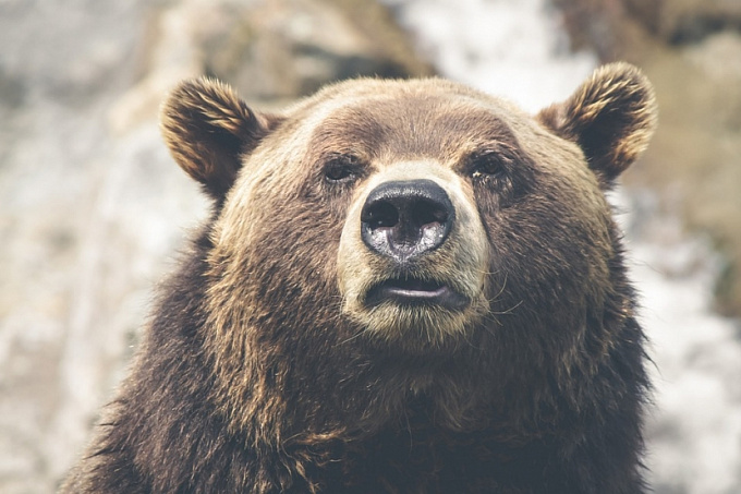 В Бурятии могут вернуть зимнюю охоту на медведей