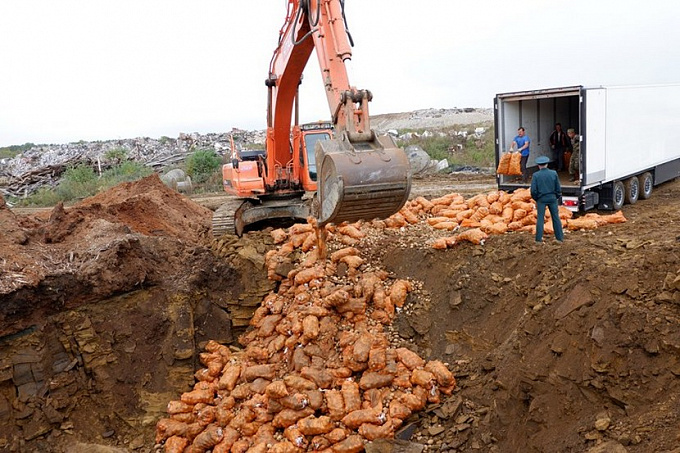 В Иркутске уничтожили 20 тонн опасного картофеля (ФОТО)