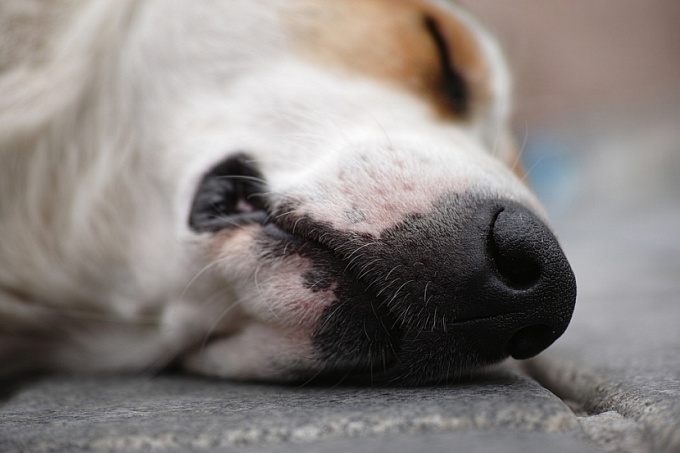 В Бурятии фирма по отлову собак неправильно хранила сильнодействующие препараты