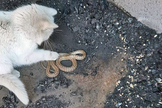 В Бурятии во дворе жилого дома кот поймал змею 
