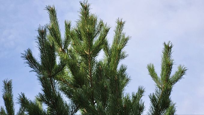 Лес загорелся из-за железной дороги в Бурятии
