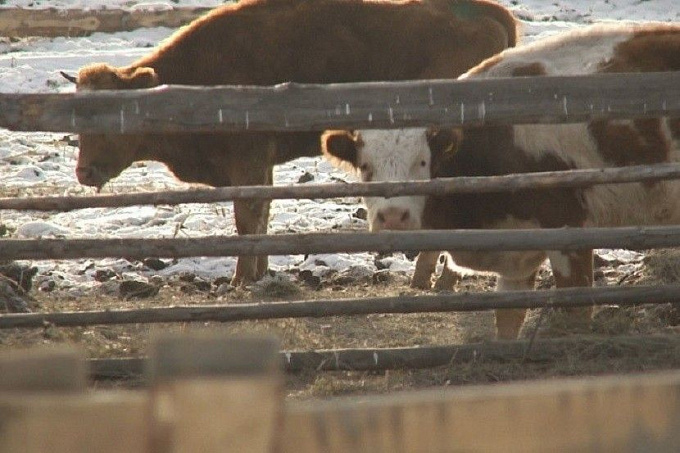 В Бурятии выявили еще четыре очага болезни домашнего скота