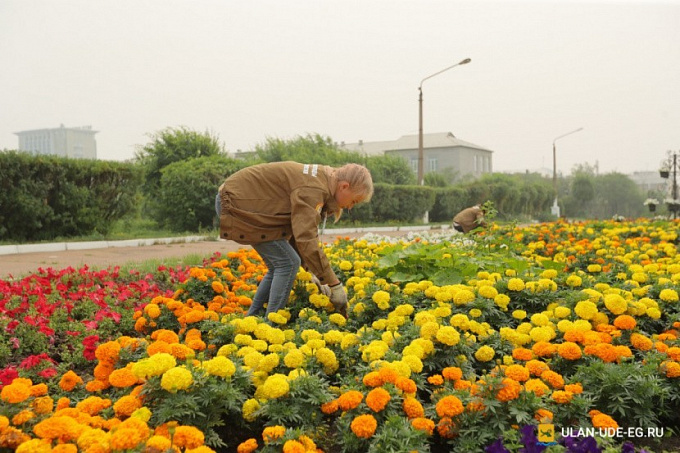 В Улан-Удэ посадку летних цветов планируют начать с 30 мая