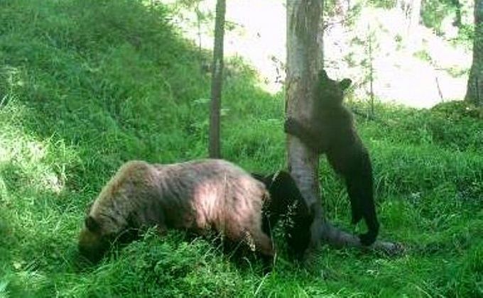 Медвежьи «тёрки» попали в фотоловушки в Бурятии. ФОТО