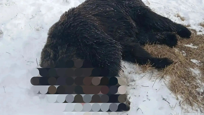 Медведя ликвидировали возле села в Бурятии