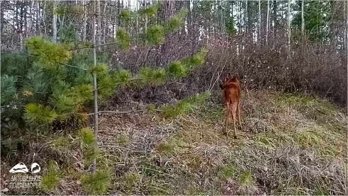 Новорождённого лосёнка заметили в нацпарке Бурятии
