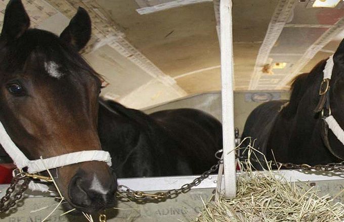 Первый пошел: Двух лошадей без документов пытались провезти в Улан-Удэ 