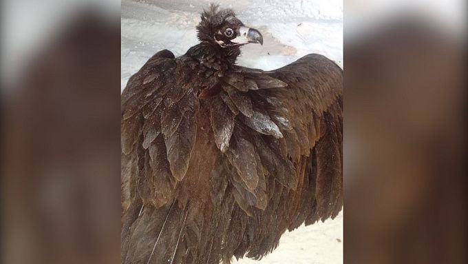 Раненого грифа спасли неравнодушные жители Бурятии