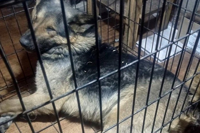 «Даже закричать не могла»: В Улан-Удэ собака растерзала женщине лицо